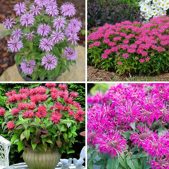 Bee Balm Seeds for Planting, 500pcs Ornamental Bee Balm Perennial Flower Seeds Non-GMO Heirloom Rare Cut Flower Plants, Open Pollinated Beauty Home Garden for Outdoors