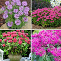 Bee Balm Seeds for Planting, 500pcs Ornamental Bee Balm Perennial Flower Seeds Non-GMO Heirloom Rare Cut Flower Plants, Open Pollinated Beauty Home Garden for Outdoors