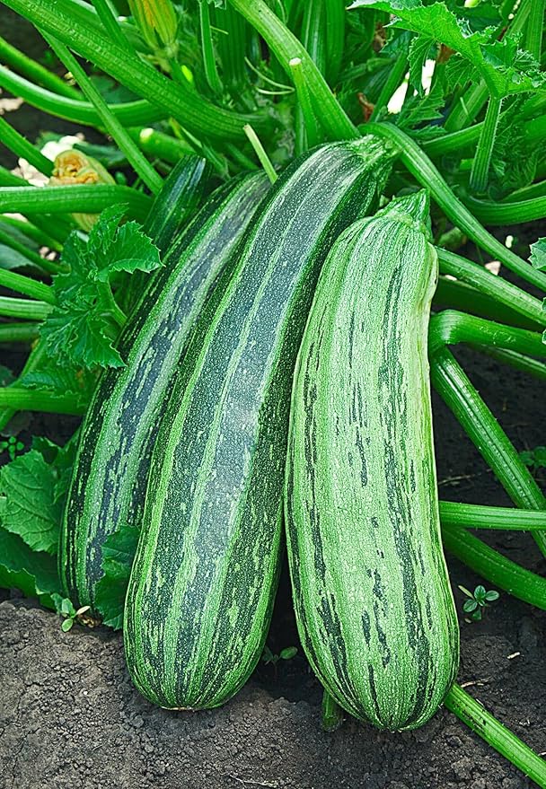 SeedsUP - 30+ Seeds Cocozelle Zucchini - Vegetable Green