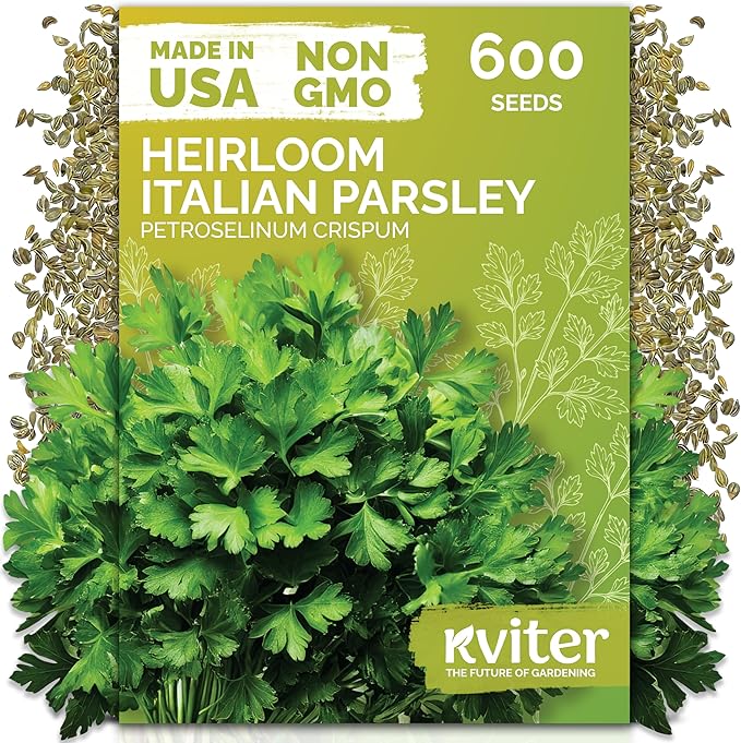 KVITER 600 Flat Leaf Italian Parsley Seeds (Petroselinum crispum) - Flavorful Classic Flat Leaf Parsley Seed Packets - Non GMO & Heirloom Seeds for Planting in Kitchen Herb Garden, Containers & Beds