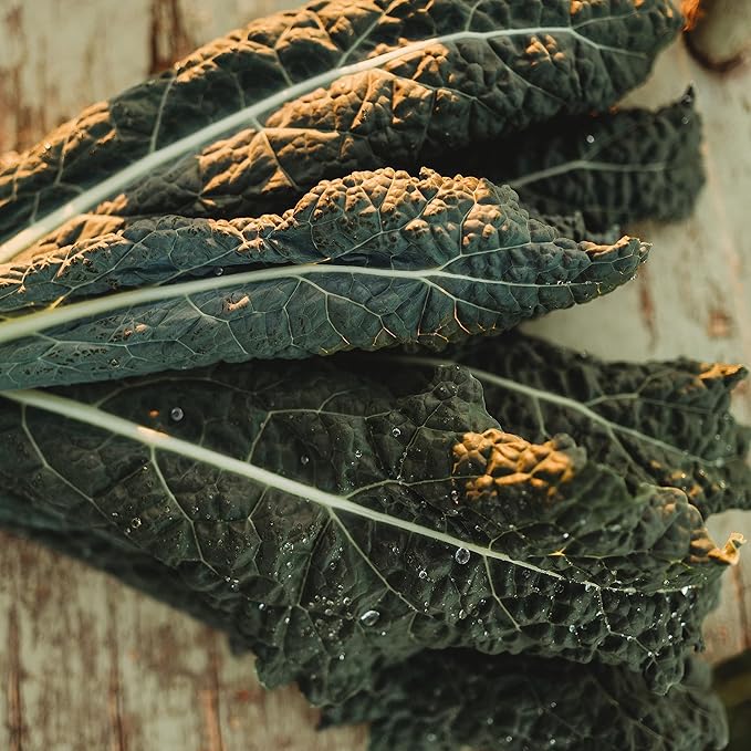 Lacinato Kale - 100 Seeds - Heirloom Italian Kale Variety, Non-GMO Vegetable & Leafy Greens Seeds for Planting Indoors/Outdoors in Containers/Aerogarden/Home Garden, Thresh Seed Company