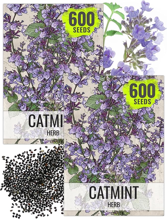 Seed Needs Catmint Seeds for Planting an Indoor/Outdoor Herb Garden - Non-GMO Heirloom & Untreated Herbal Plants - Great for Cats Nepeta mussinii (2 Packs)