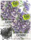 Seed Needs Catmint Seeds for Planting an Indoor/Outdoor Herb Garden - Non-GMO Heirloom & Untreated Herbal Plants - Great for Cats Nepeta mussinii (2 Packs)