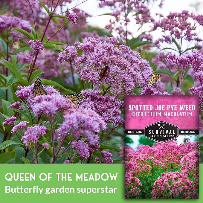 Survival Garden Seeds - Spotted Joe Pye Weed Seeds for Planting | Eutrochium maculatum | Butterfly Magnet | Perennial North American Native Wildflower - 1 Pack