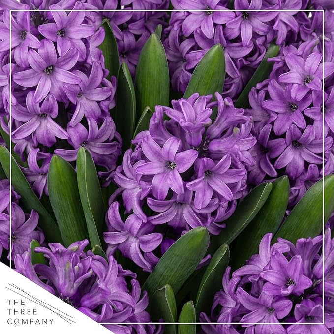 Live Flowering Hyacinth (4 Per Pack) - Purple, Beautiful Spring Bulbs, Ships Dormant in a 1 Pint Pot, Blooms in 2-3 Weeks