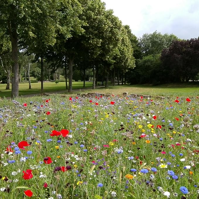 Created By Nature Georgia Wildflower Seed Mix, 18 Flower Varieties, 35,000 Seeds