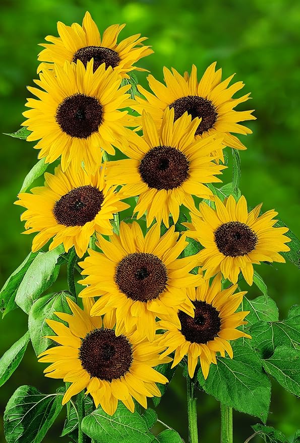 Burpee Del Sol Hybrid Sunflower Seeds 35 seeds
