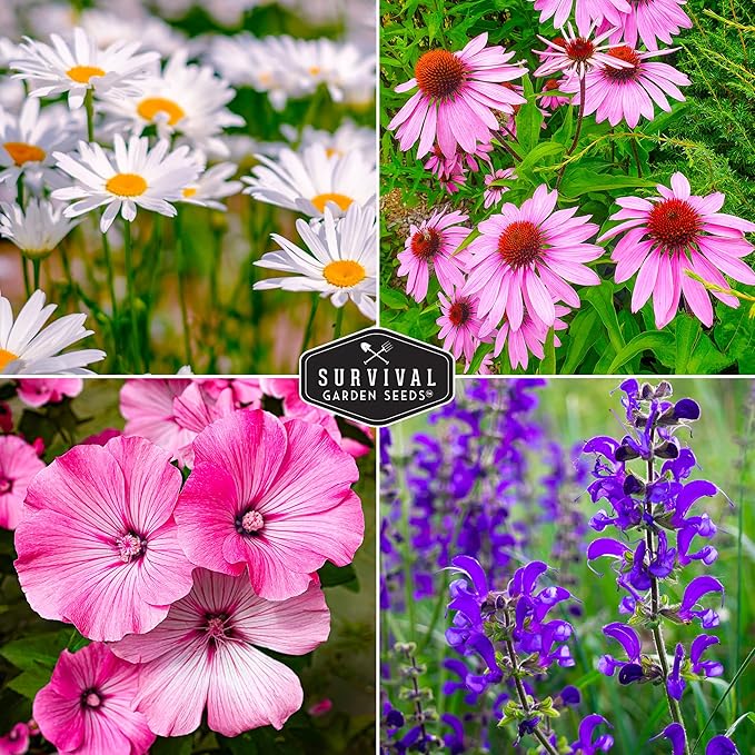Perennial Flowers Seed 5 Pack for Planting - Shasta Daisy, Purple Coneflower, Russell Lupine, Rose Mallow, Blue Sage, Wildflower Mix- Heirloom Open-Pollinated | Survival Garden Seeds