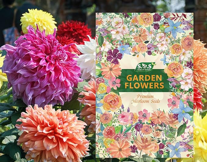 100 pcs Perennial Dahlia Labyrinth Flower Seeds for Planting - Exotic Labyrinth Non-GMO Garden Flower