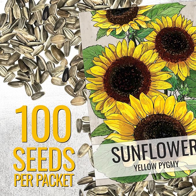 Seed Needs Dwarf Sunflower Seeds for Planting Yellow Pygmy Sunflowers - Heirloom & Open Pollinated Annual Cut Flowers - Perfect for Butterfly Gardens (5 Packs)