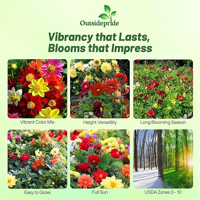Outsidepride Opera Mix Dahlia Seeds for Planting - 400 Pcs Annual, Easy to Grow, Season-Long Flower Seeds with Colorful Blooms for Containers, Pots, Borders, & Gardens, Suitable as Cut Flower