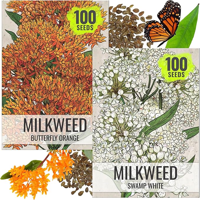 Seed Needs Milkweed Seeds for Planting Butterfly Orange/Swamp White Asclepias Flowers - Heirloom Wildflowers to Attract Monarch Butterflies to a Butterfly Garden