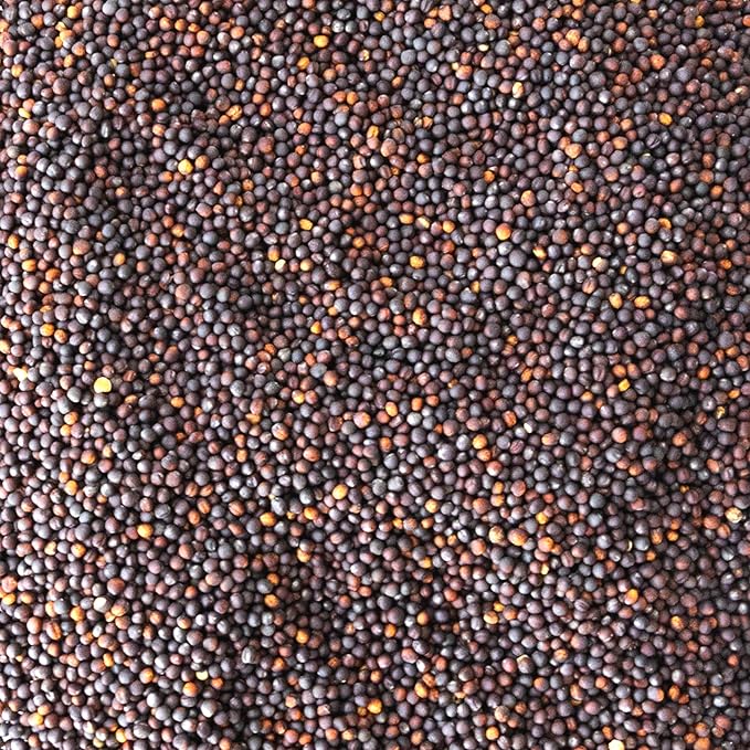 Dwarf Essex Rapeseed Canola 1 Lb~214,400 Seeds – Brassica Napus – Non-GMO, No-Till Cover Crop – Forage & Soil Builder – 40-60 Days – Cold Hardy Annual – Soil Compaction Relief