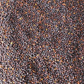 Dwarf Essex Rapeseed Canola 1 Lb~214,400 Seeds – Brassica Napus – Non-GMO, No-Till Cover Crop – Forage & Soil Builder – 40-60 Days – Cold Hardy Annual – Soil Compaction Relief