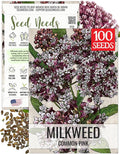 Seed Needs Pink Milkweed Seeds for Planting Common Asclepias syriaca - Heirloom & Open Pollinated Perennial Flower Seed to Plant a Monarch Butterfly Garden (1 Pack)