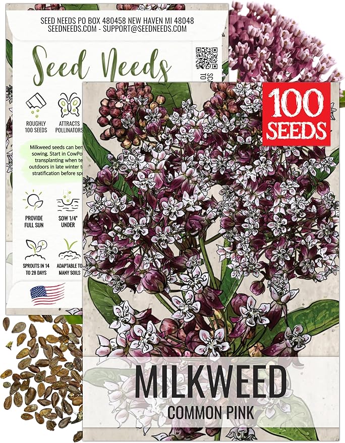 Seed Needs Pink Milkweed Seeds for Planting Common Asclepias syriaca - Heirloom & Open Pollinated Perennial Flower Seed to Plant a Monarch Butterfly Garden (1 Pack)