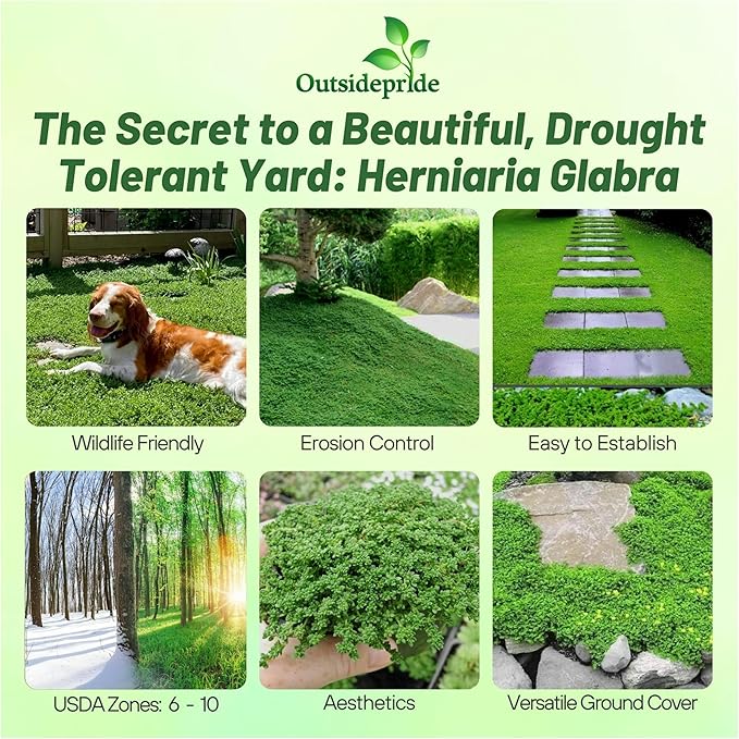 Outsidepride Green Carpet Herniaria Glabra Seeds - 10,000 Pcs Perennial, Drought-Tolerant, Low-Maintenance Ground Cover Seeds for Planting, Hardy Green Carpet for Landscaping & Erosion Control