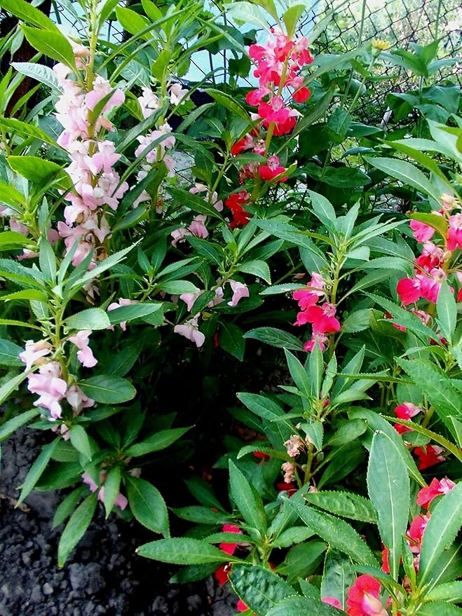 50+ Seeds Colorful Garden Balsam Impatient - Flower Mix