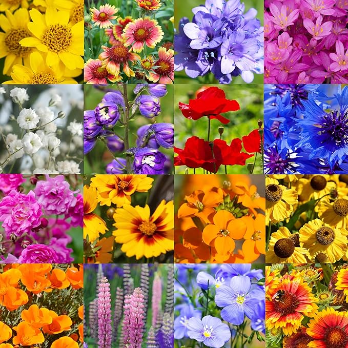 Western Nebraska Wildflower Seed Mix, 1 lb Covers 3,200 sq ft, Multi-Color Blooms, Spring and Fall Planting (1/2 Pound)