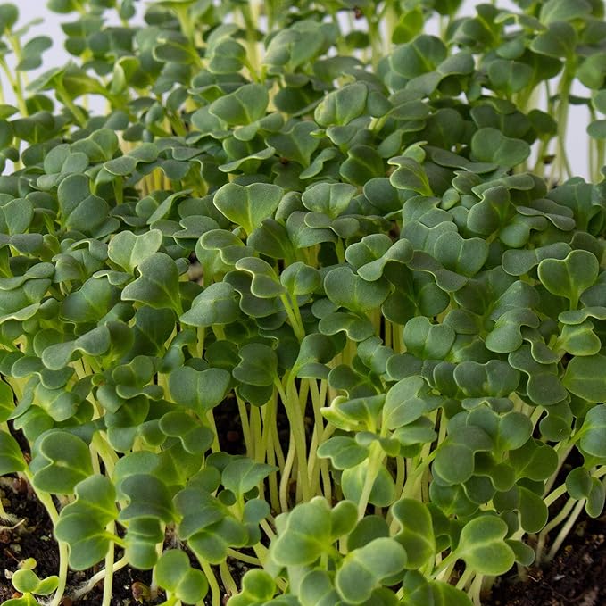 Mibuna Mustard Seeds - 1 Lb ~136K Seeds - Non-GMO Japanese Herb, Vegetable Garden & Microgreens Seeds