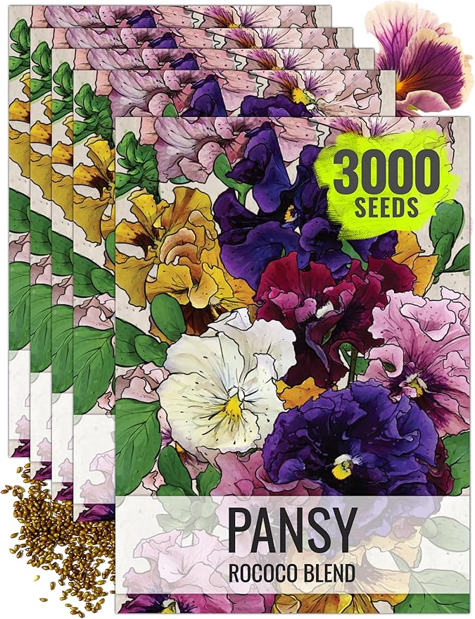Seed Needs, Rococo Pansy Seeds - 600 Heirloom Seeds for Planting Viola Germania - Colorful Blooms for an Outdoor Flower Garden, Attracts Pollinators (5 Packs)