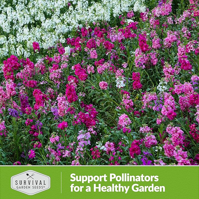 Stock Flower Seeds for Planting - Matthiola Incana Hoary Stock, Fragrant Cut Flower Garden, Vintage Harmony Mix, Non-GMO Heirloom - Survival Garden Seeds (1 Pack)