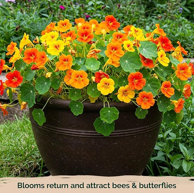 KVITER 150 Mix Jewel Nasturtium Seeds for Planting Outdoors (Tropaeolum Nanum), 2 Pack — Heirloom & Organic Seed Packet — Edible Flower Seeds to Plant Outside & Inside in Garden, Containers
