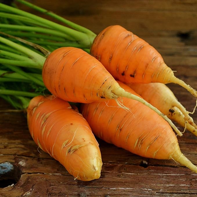 Oxheart (Guerande) Carrot - 150 Seeds - Rare Heirloom & Open-Pollinated Variety, Non-GMO Vegetable Seeds for Planting Indoors or Outdoors in Containers or The Home Garden, Thresh Seed Company
