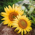 Peredovik Sunflower - 4oz Bulk (~1200 Seeds) - Pollinator-Friendly, Attracts Birds, Bees & Butterflies, Non-GMO Black Sunflower Seeds for Planting Outdoors in The Home Garden, Thresh Seed Company