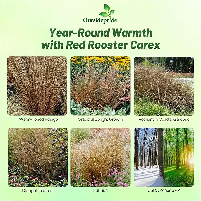 Outsidepride Carex Red Rooster Ornamental Grass Seed – 400 Pcs. Perennial, Low-Maintenance, Drought-Tolerant Grass Seeds with Low Growing Foliage for Borders, Ground Covers, & Outdoor Living Spaces