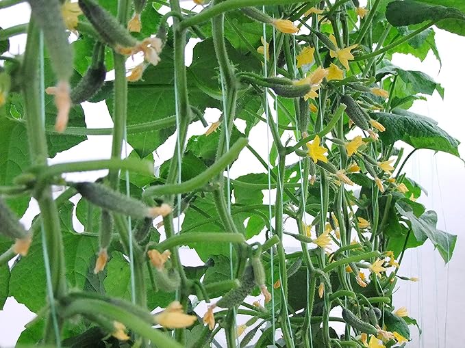 40+ Seeds Cucumber Titus F1 - Vegetable Green