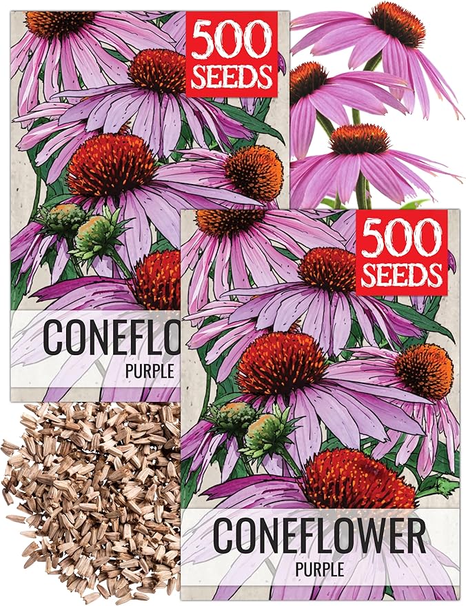 Seed Needs Purple Coneflower Seeds for Planting Echinacea - Heirloom & Open Pollinated Perennial Medicinal Flower - Perfect for a Butterfly Garden (2 Packs)