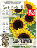 Seed Needs Dwarf Sunflower Seeds for Planting Yellow Pygmy Sunflowers - Heirloom & Open Pollinated Annual Cut Flowers - Perfect for Butterfly Gardens (1 Pack)