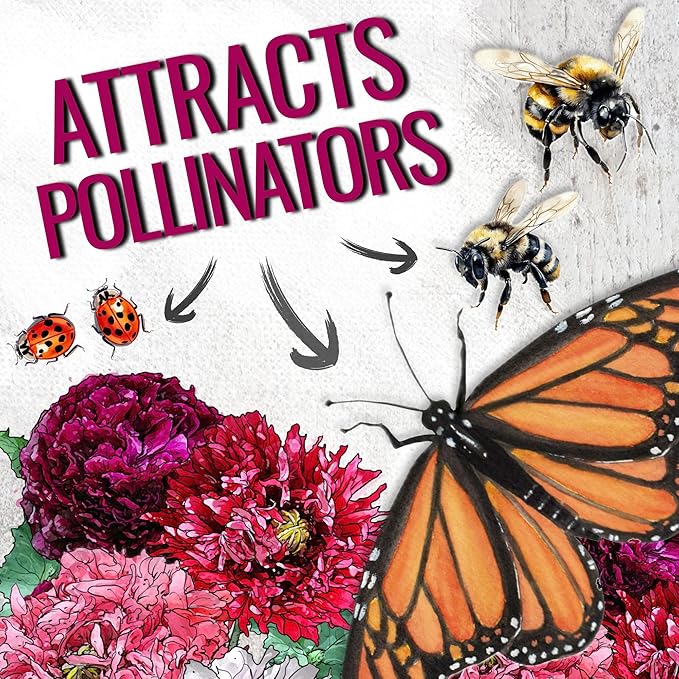 Seed Needs Mixed Peony Poppy Seeds for Planting - Heirloom & Open Pollinated - Colorful Mixture to Plant an Outdoor Butterfly Garden, Attracts Pollinators (2 Packs)