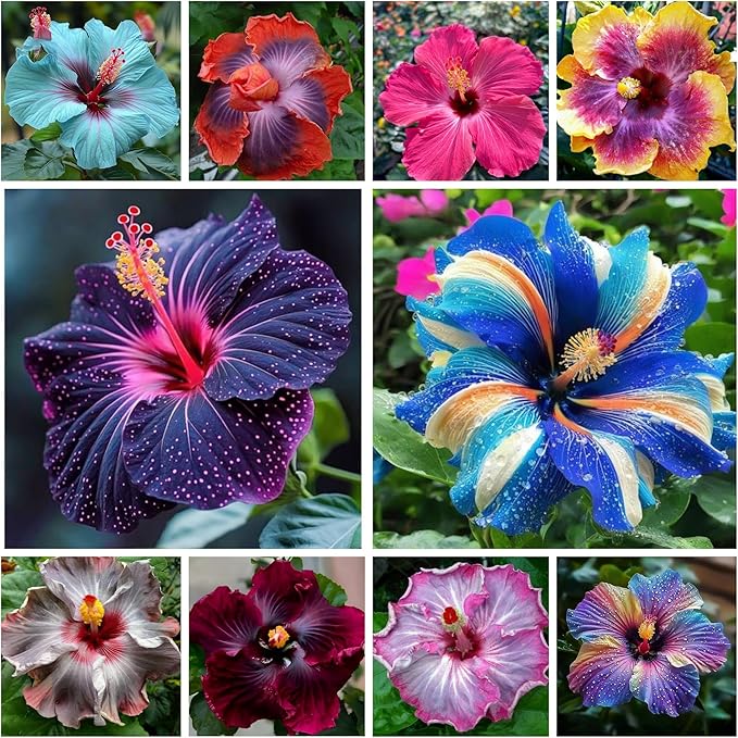 Hibiscus Flower Seeds for Planting - 200+ Hibiscus Seeds Perennial Giant Flower Non-GMO Heirloom Tropical Potted Plants Seeds