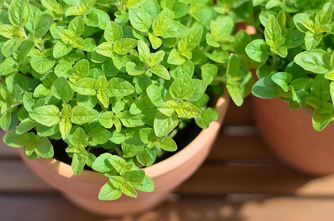 CEMEHA SEEDS - Seeds Sweet Marjoram Non GMO Herbs for Planting 1000 Seeds
