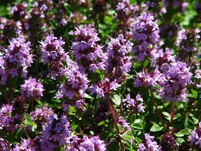 Seeds4planting - Seeds Thyme French Garden Perennial Herb Non GMO for Planting 500 Seeds