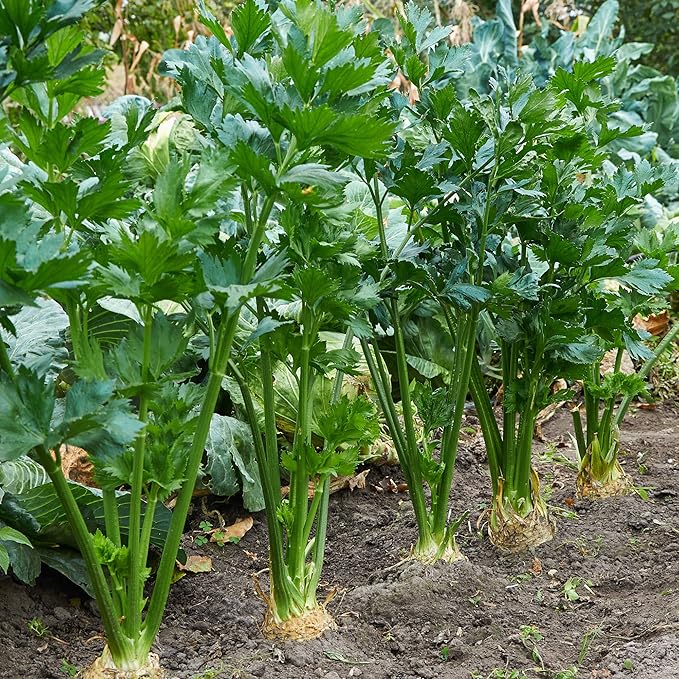 Celery Seeds - Tendercrisp - 4 Oz ~260,000 Seeds - Apium graveolens - Farm & Garden Vegetable Seeds - Non-GMO, Heirloom, Open Pollinated, Annual