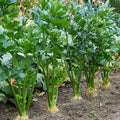 Celery Seeds - Tendercrisp - 1 Oz ~65,000 Seeds - Apium graveolens - Farm & Garden Vegetable Seeds - Non-GMO, Heirloom, Open Pollinated, Annual