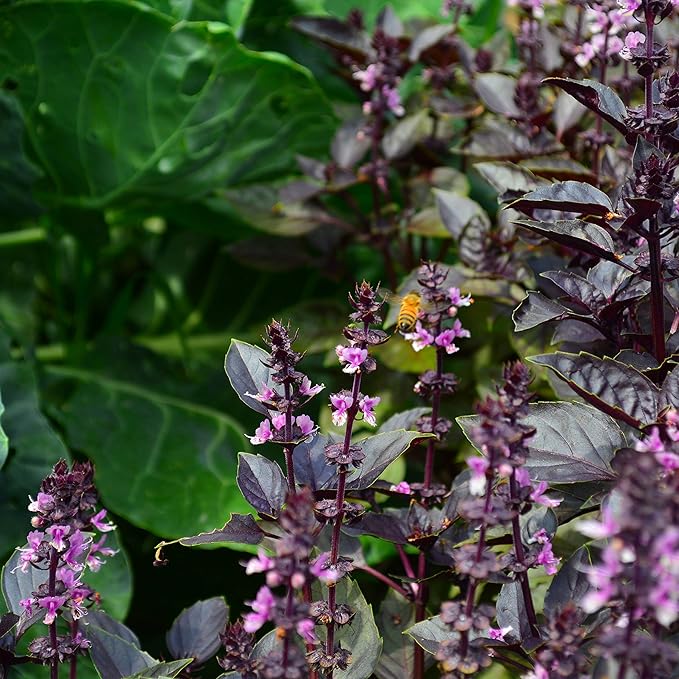 Dark Opal Basil - 250 Seeds - Heirloom & Open-Pollinated Variety, Non-GMO Herb Seeds for Planting, Grow Culinary Herbs Indoors or Outdoors in Containers/Aerogarden/Home Garden, Thresh Seed Company