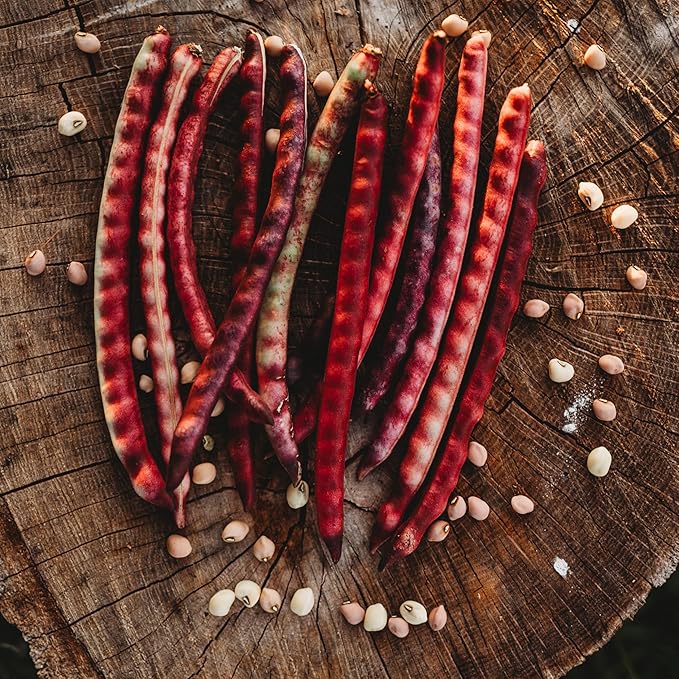 Top Pick Brown Crowder Pea/Cowpea- 50 Seeds - Heirloom & Open-Pollinated Variety, USA-Grown, Non-GMO Vegetable Seeds for Planting Outdoors in The Home Garden, Thresh Seed Company