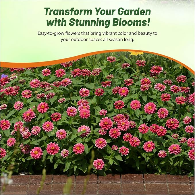 Outsidepride Zahara Double Raspberry Ripple Zinnia Seeds - 50 Pcs Annual, Hardy, Heat & Drought Tolerant, Deer Resistant, Ideal for Pollinator Gardens, Cut Arrangements, Flower Beds or Containers