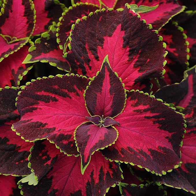 Outsidepride Chocolate Cherry Coleus Seeds for Planting - 10 Pcs Annual, Compact, & Easy to Grow, Flower Seeds with Serrated Foliage, Ideal for Shaded Areas, Containers, Borders, & Gardens