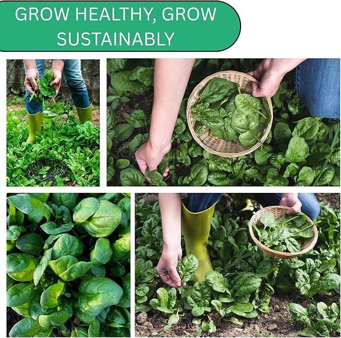 Woods Creek Seeds: Viroflay Spinach Seeds for Planting - Over 450 Heirloom Spinach Seed Pack - Non-GMO Viroflay Spinach Seeds for Planting Outdoors or Hydroponic Vegetable Gardening