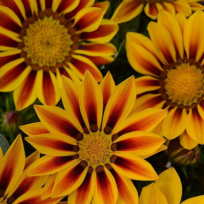 Outsidepride New Day Red Striped Gazania Seeds for Planting – 50 Pcs Perennial, Low-Maintenance, Drought-Tolerant Ground Cover Seeds for Vibrant Summer & Fall Flowers, Great for Outdoor Gardens