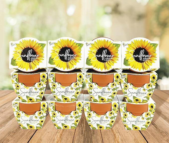 BUZZY Seeds All-in-One Sunflower Mini Terracotta Pot Grow Kits 12-Pack, Indoor Mini Garden Seed Starter, Grow Your Own Vibrant Flowers, DIY Plant Project, Gardening Gift, Party Favors