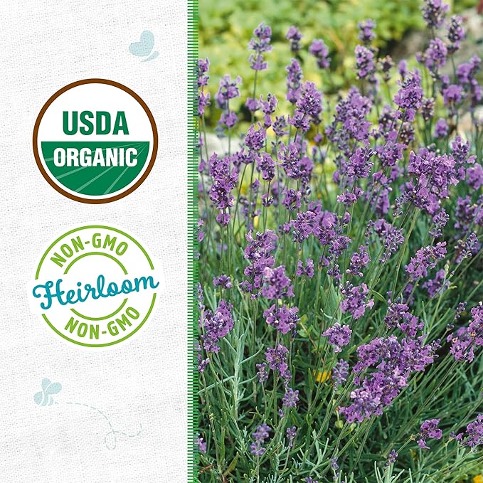 Back to The Roots 100% Organic Seed Packet - Lavender 'English'