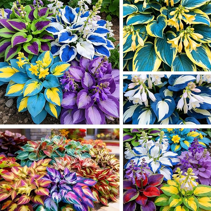 500+ Mixed Color Hosta Seeds – Rare Perennial Flower Seeds – Easy to Grow Low Maintenance – Heart Shaped Leaf Hostas for Outdoor Garden