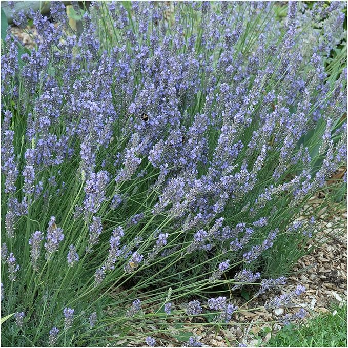 Seed Needs Lavender Seeds for Planting Hidcote Lavandula Plants - Non-GMO Heirloom & Untreated Medicinal Herb Seed to Plant & Grow an Outdoor Home Grown Herb Garden (1 Pack)