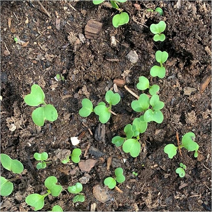 Seed Needs Watercress Seeds for Planting Nasturtium officinale - Non-GMO Heirloom & Untreated - Plant Your own Home Grown Culinary Herb Garden Indoors or Outdoors (5 Packs)